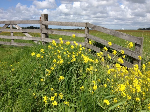 Gele bloemen voor een hek bij een weiland